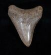 Serrated Inch Brown Georgia Megalodon Tooth #3210-2